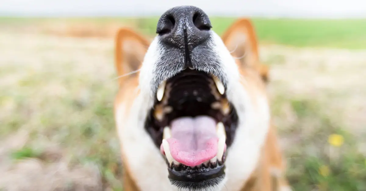 口を大きく開ける柴犬