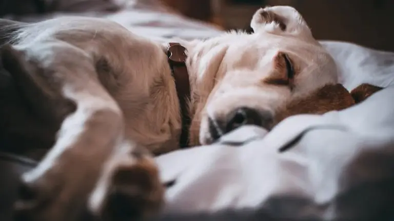 熟睡する犬
