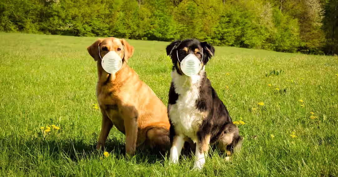 防塵マスクを装着した2匹の犬