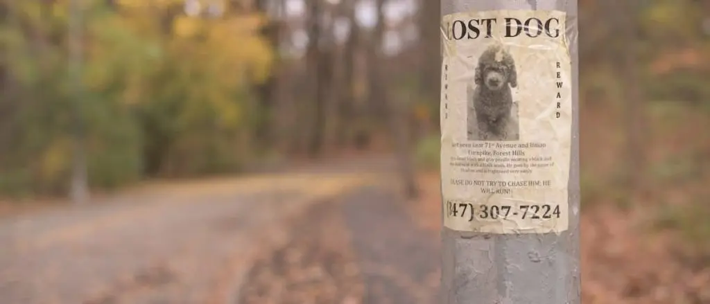 迷子犬の張り紙