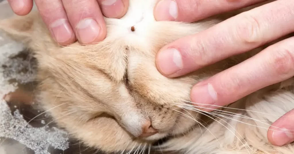 猫に付着したマダニ