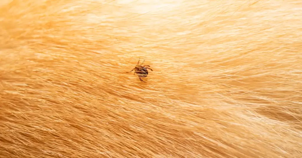 犬に付着するマダニ