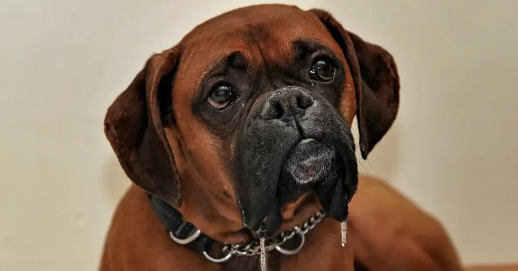 ボクサー犬