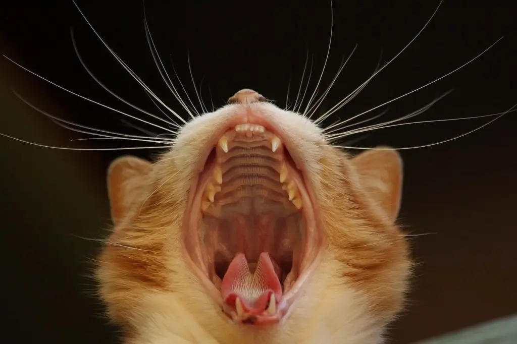 口を開けている猫