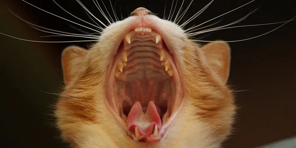 大きく口を開ける猫