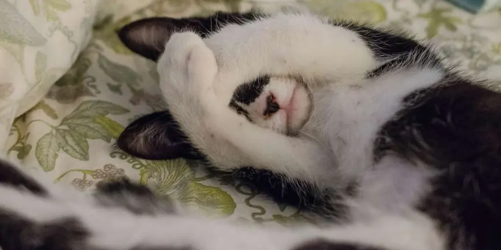 顔を覆う猫
