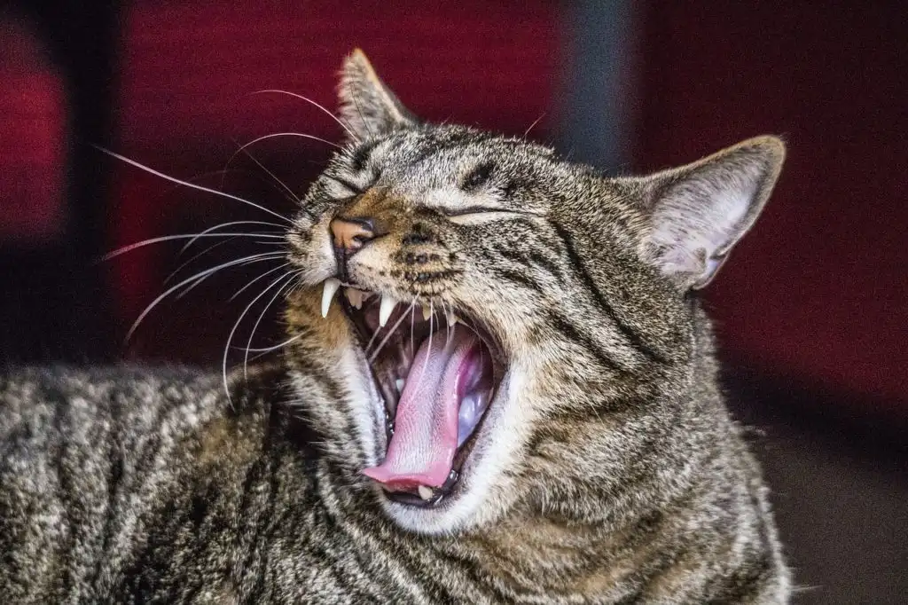 あくびをする猫