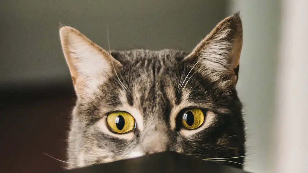 テーブルから覗く猫