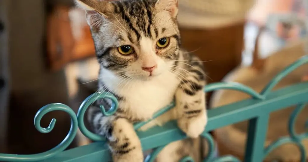 柵を登る猫