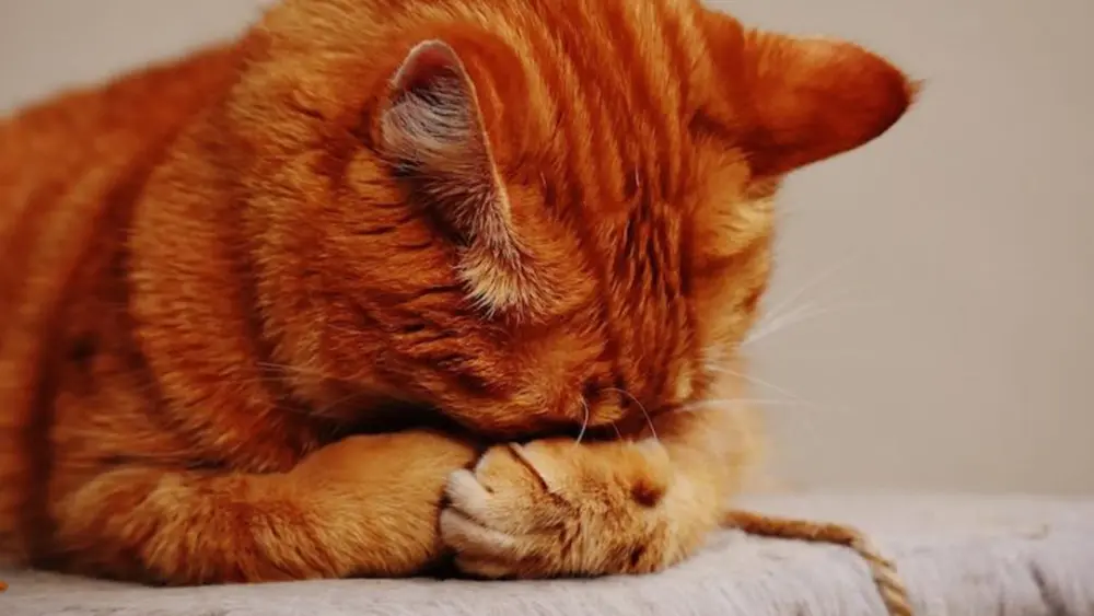 顔を隠す猫