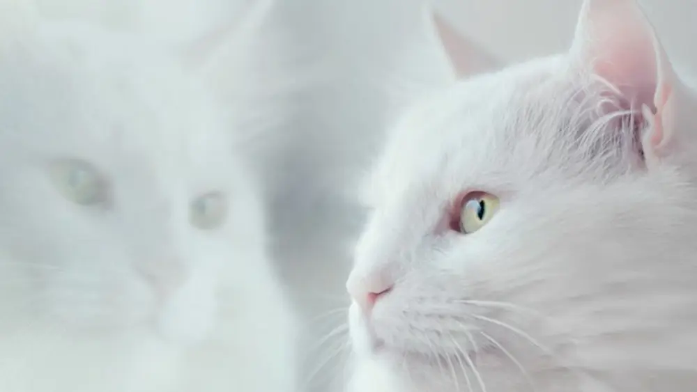 窓の外を見る猫