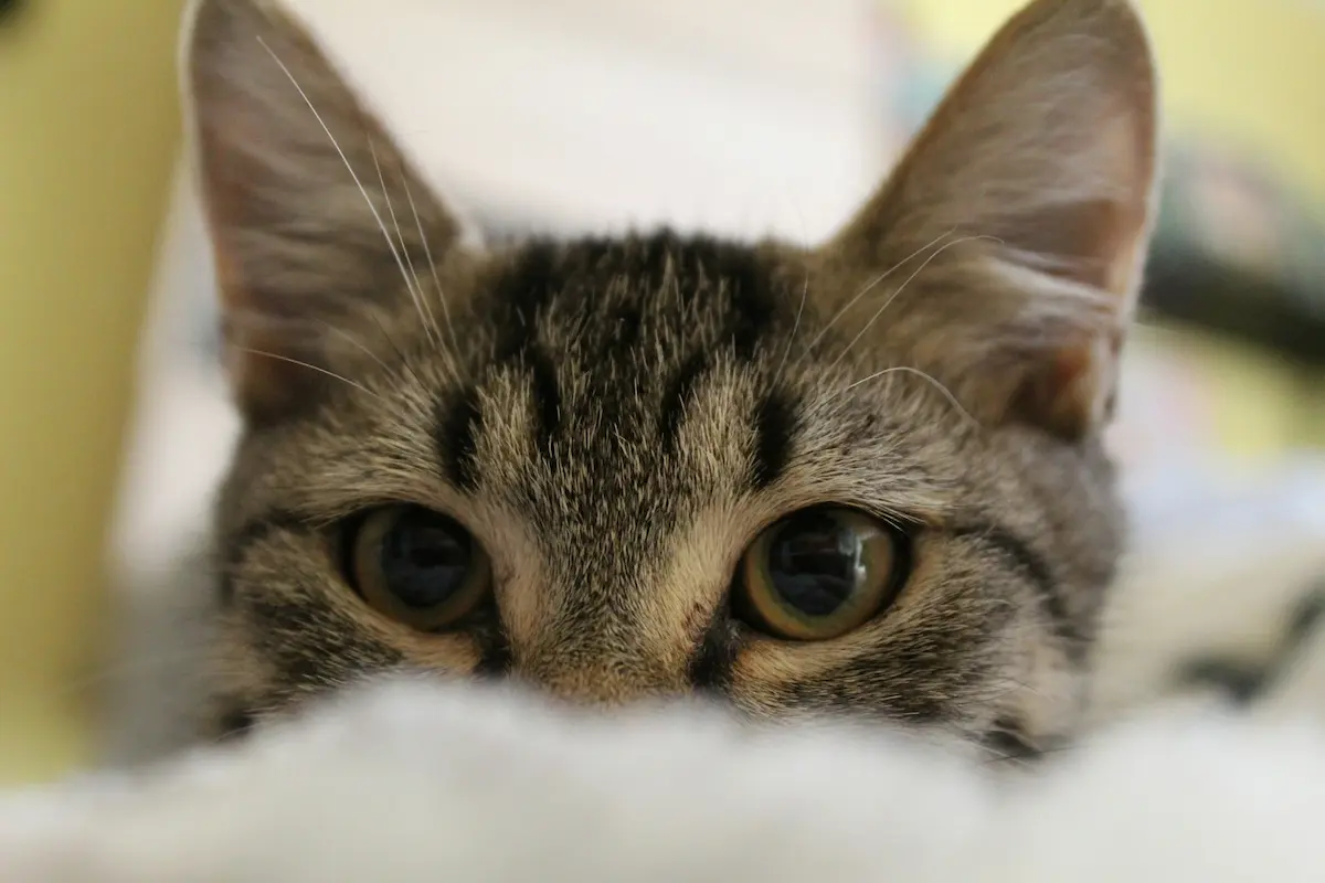 こちらを覗く猫