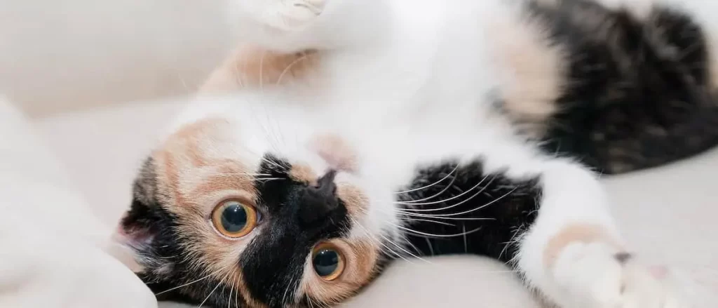 仰向けに転がる猫