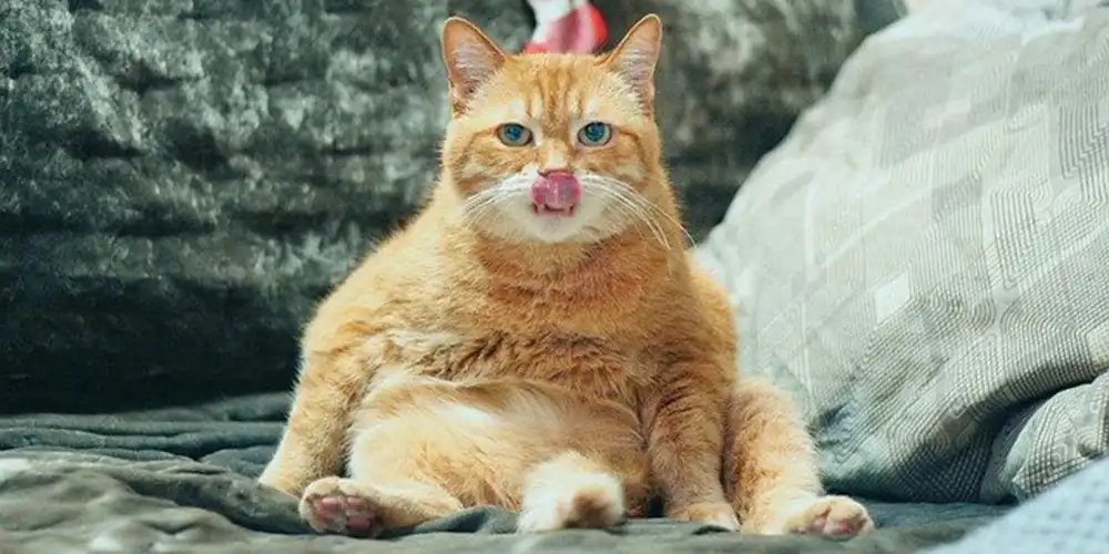 おかしな座り方をする猫