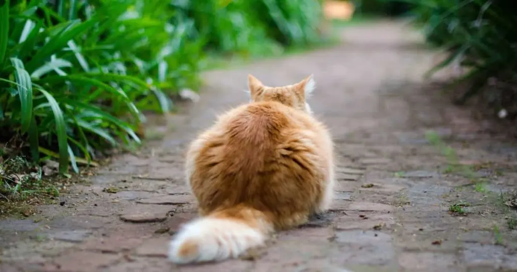 背を向けて座る猫