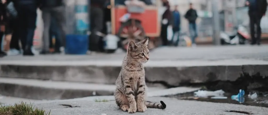 町中で佇む子猫