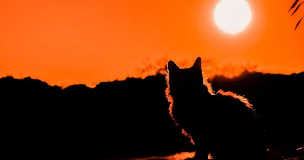 夕焼けと猫