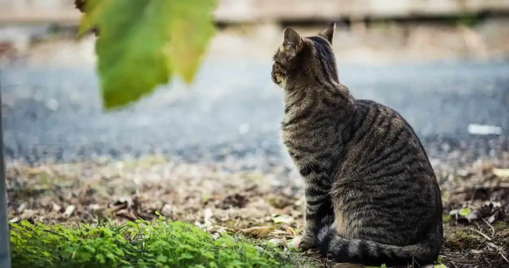 遠くを見つめる猫の後ろ姿