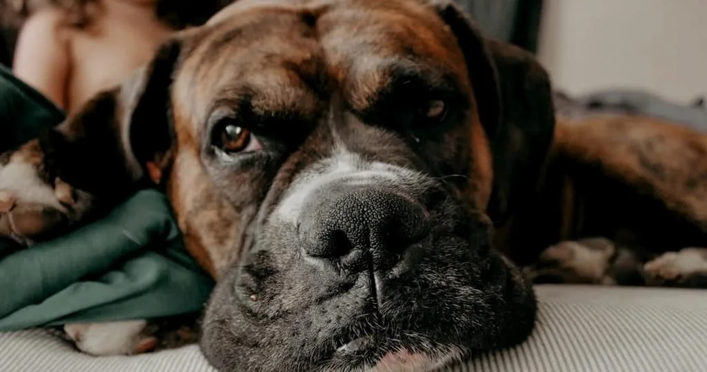 犬のアップ画像