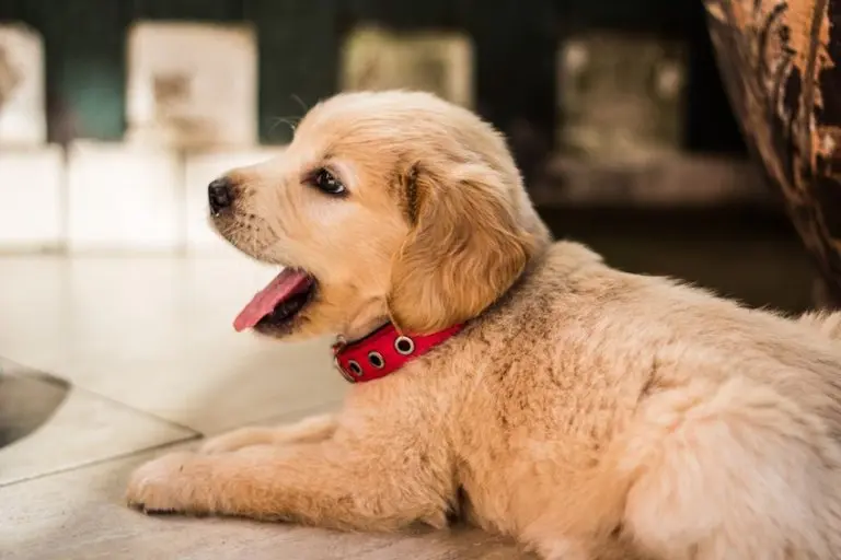 ゴールデンレトリバーの子犬