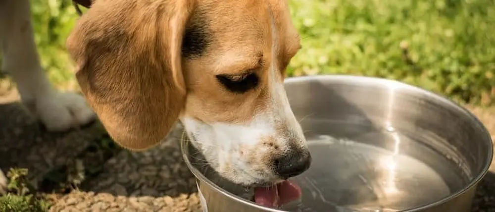 水を飲むビーグル