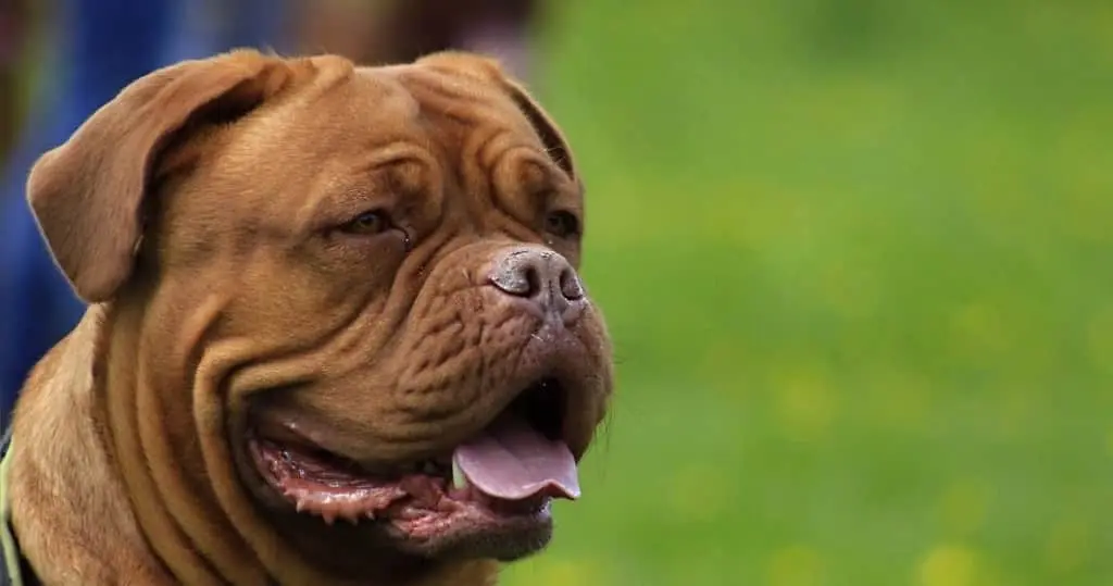 遠くを見つめる犬