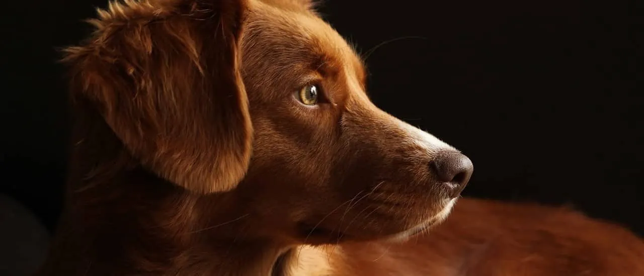 犬の横顔