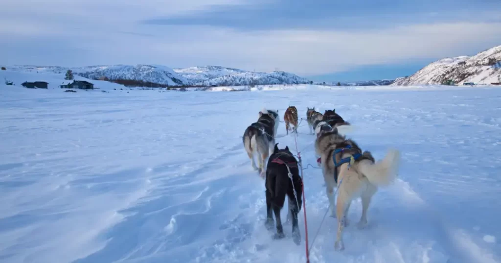 雪原を走行する犬ぞりの犬たち