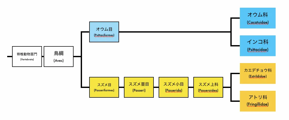 鳥の分類表
