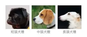 犬のマズル比較画像1