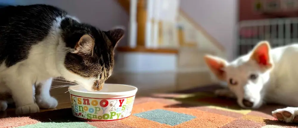 水を飲む猫を見つめる犬