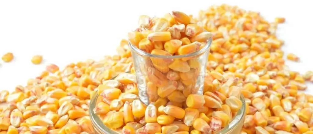 カップに注がれたトウモロコシの粒