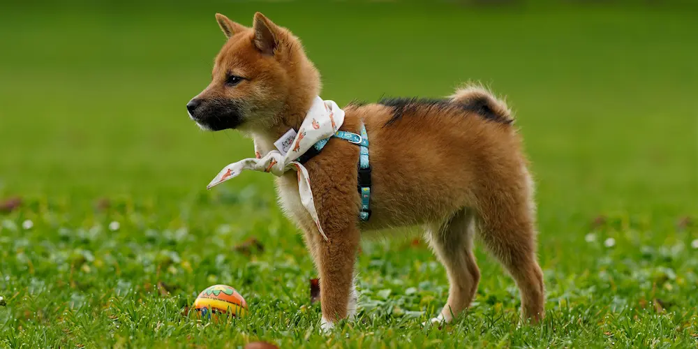 柴犬の子犬