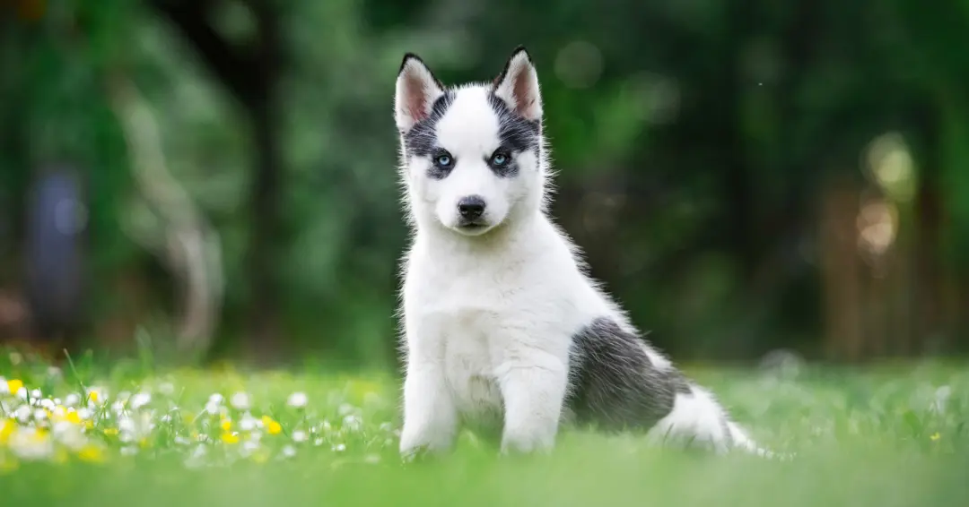 草原と子犬