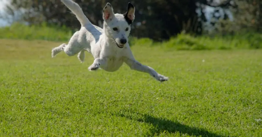 飛行犬