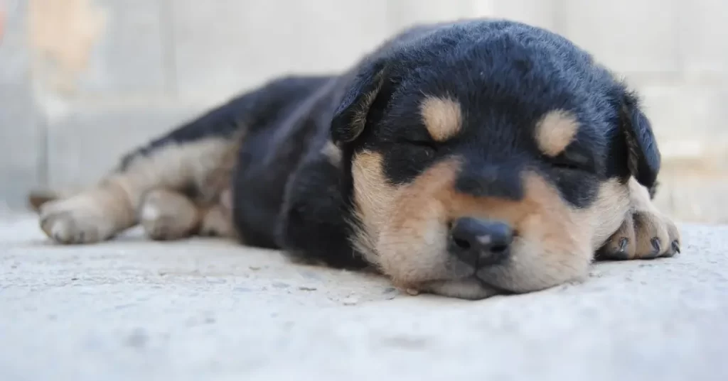 ロットワイラーの子犬