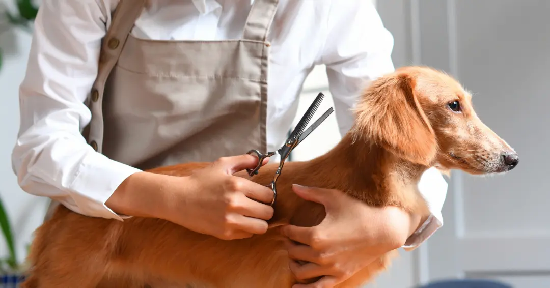 トリミング中の犬