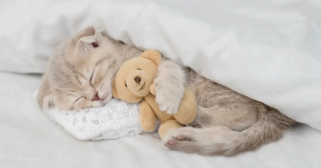 眠る子猫