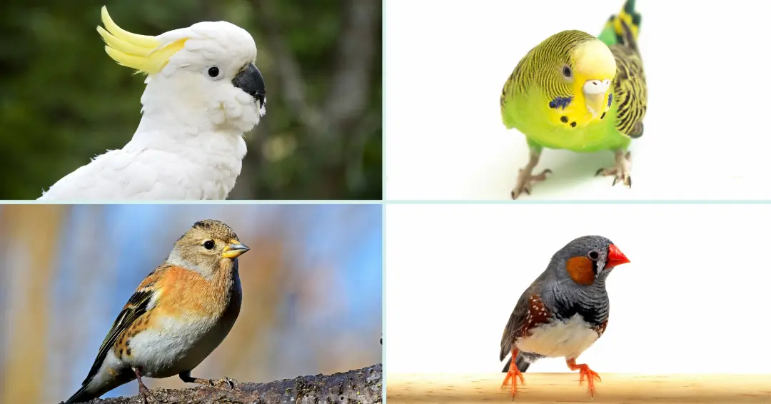 インコやキバタンなどの鳥