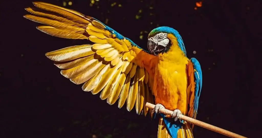 ルリコンゴウインコ