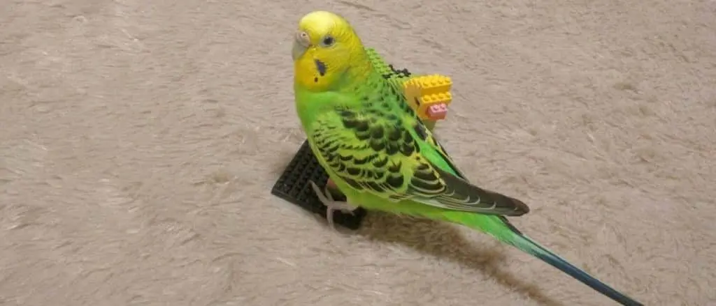 セキセイインコ