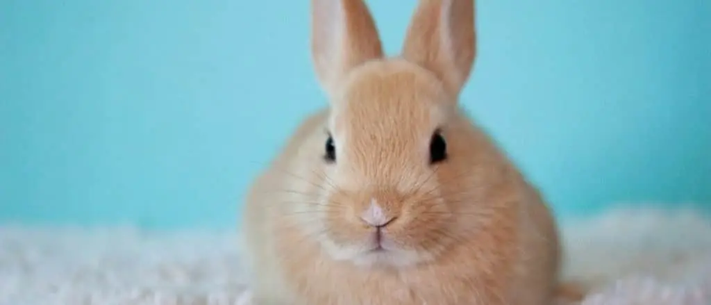 ネザーランドドワーフ