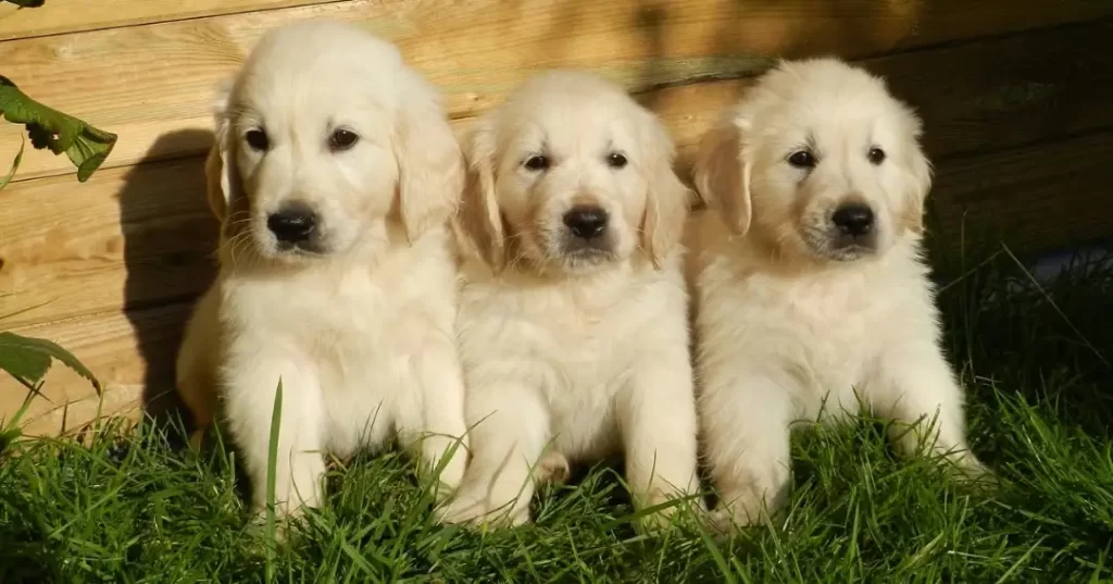 3匹のレトリバーの子犬