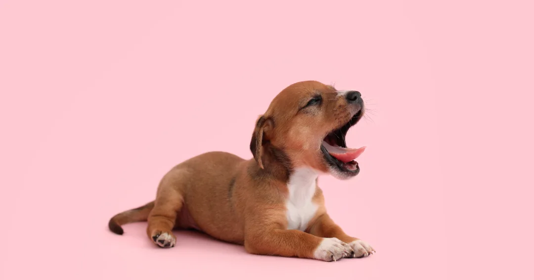あくびをする子犬